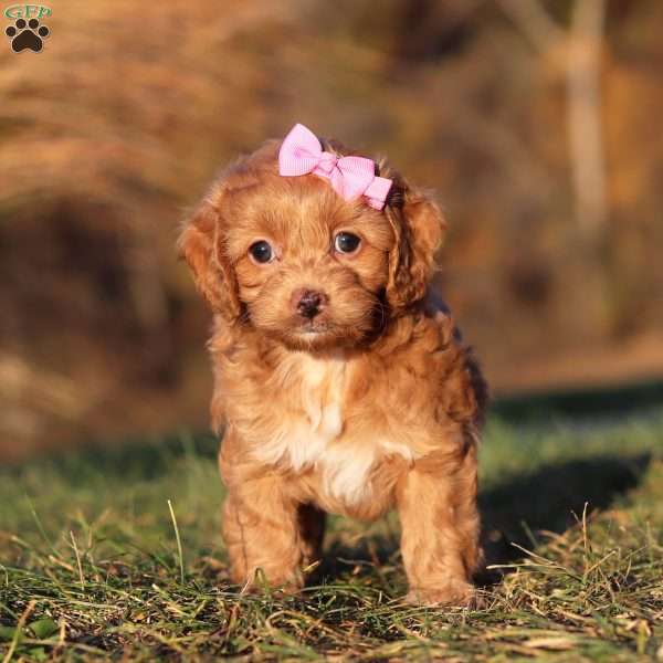 Elsa, Cockapoo Puppy